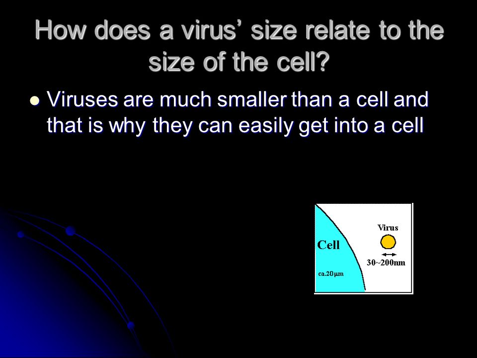 How does a virus’ size relate to the size of the cell.