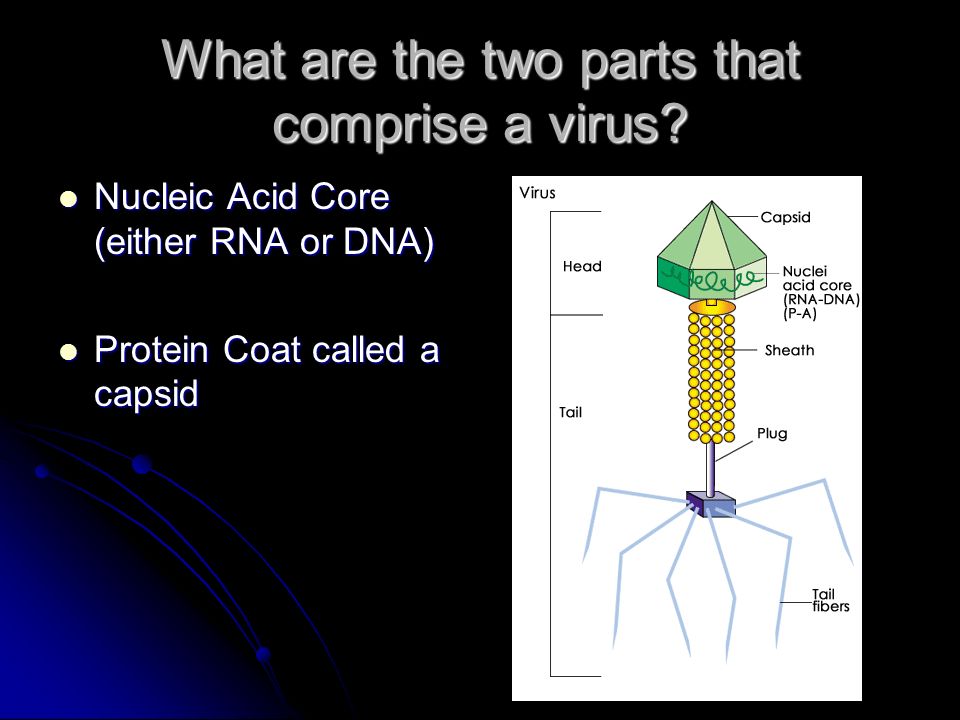 What are the two parts that comprise a virus.