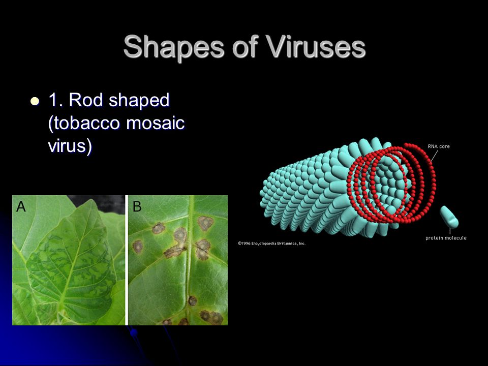 Shapes of Viruses 1. Rod shaped (tobacco mosaic virus) 1. Rod shaped (tobacco mosaic virus)