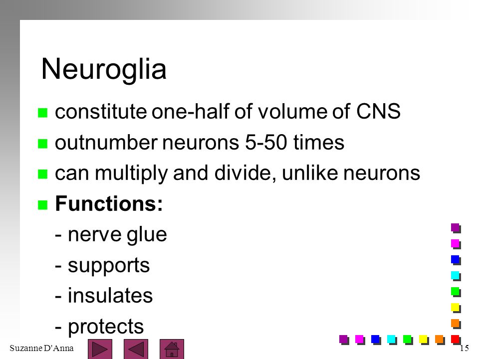 Suzanne D Anna15 Neuroglia n constitute one-half of volume of CNS n outnumber neurons 5-50 times n can multiply and divide, unlike neurons n Functions: - nerve glue - supports - insulates - protects