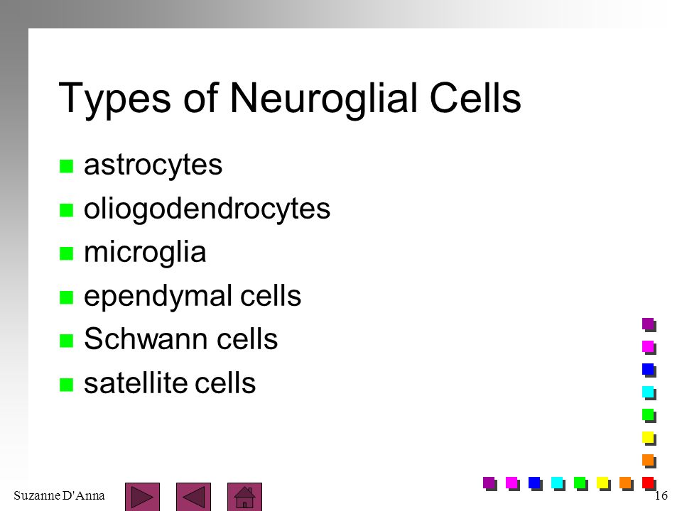 Suzanne D Anna16 Types of Neuroglial Cells n astrocytes n oliogodendrocytes n microglia n ependymal cells n Schwann cells n satellite cells