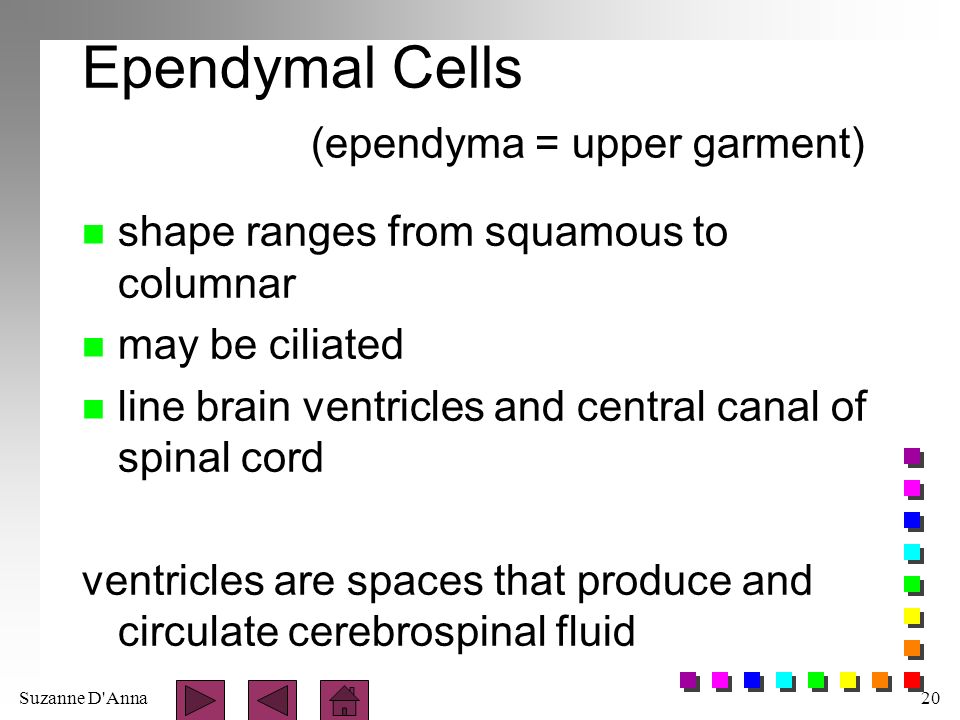 Suzanne D Anna20 Ependymal Cells (ependyma = upper garment) n shape ranges from squamous to columnar n may be ciliated n line brain ventricles and central canal of spinal cord ventricles are spaces that produce and circulate cerebrospinal fluid