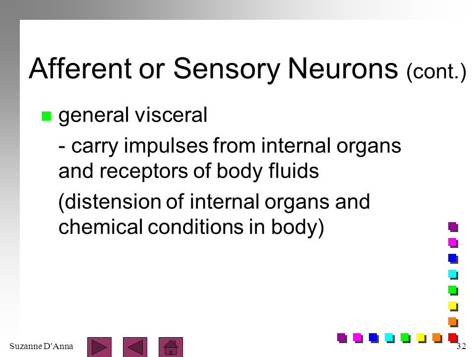 Suzanne D Anna32 Afferent or Sensory Neurons (cont.) n general visceral - carry impulses from internal organs and receptors of body fluids (distension of internal organs and chemical conditions in body)