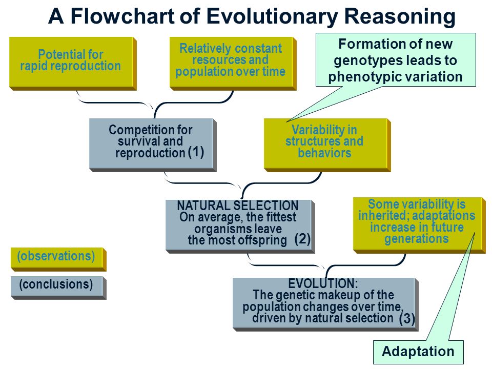 Flow Chart Of Human Evolution