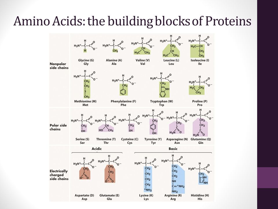 Proteins & DNA. Amino Acids: the building blocks of Proteins. - ppt download