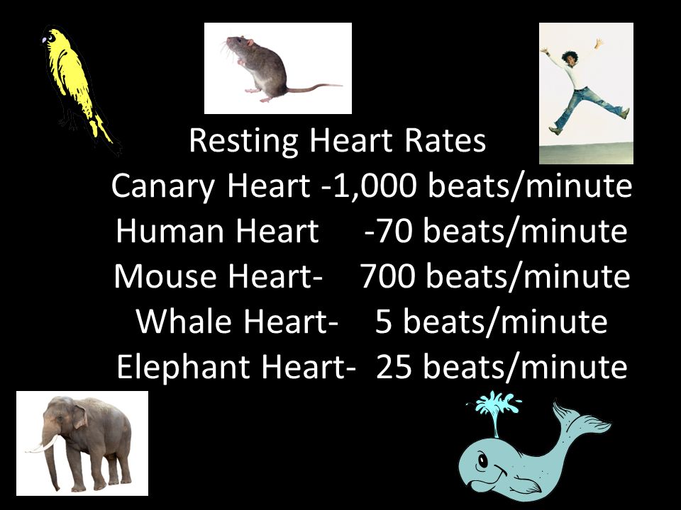 HEART FACTS. Your heart beats about 100,000 times in one day and about 35  million times in a year. During an average lifetime, the human heart will  beat. - ppt download