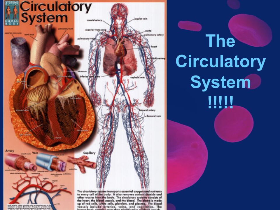 The Circulatory System !!!!!