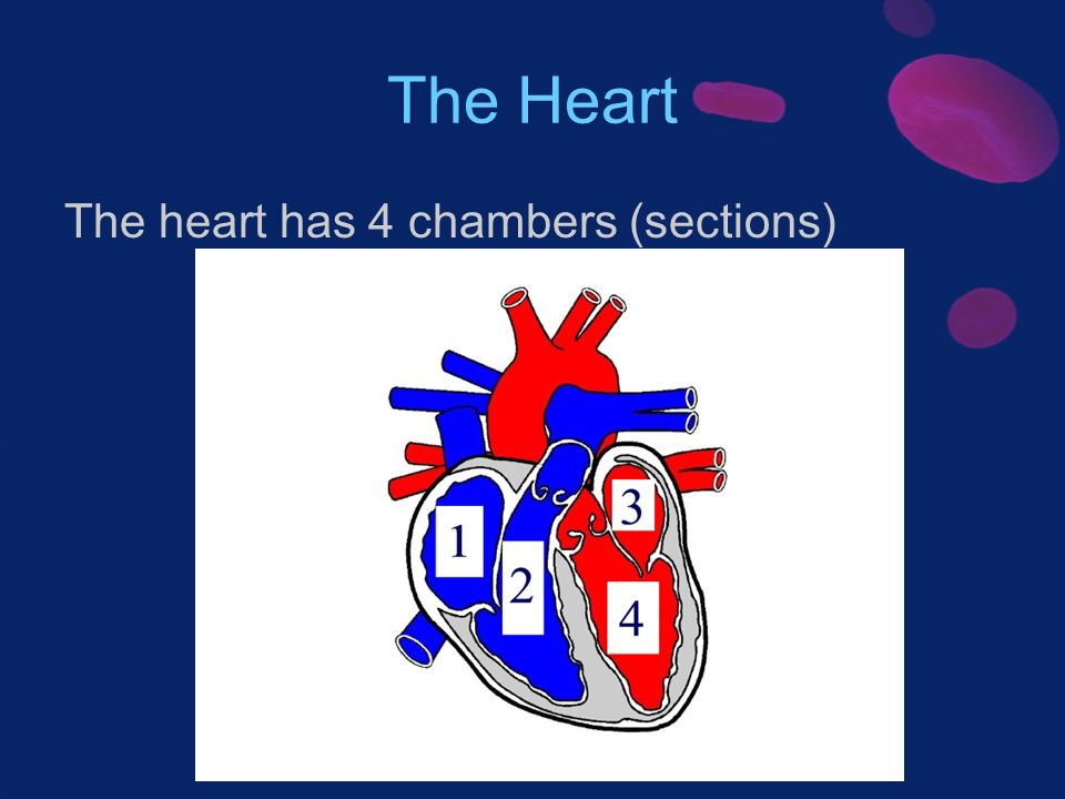 The Heart The heart has 4 chambers (sections)