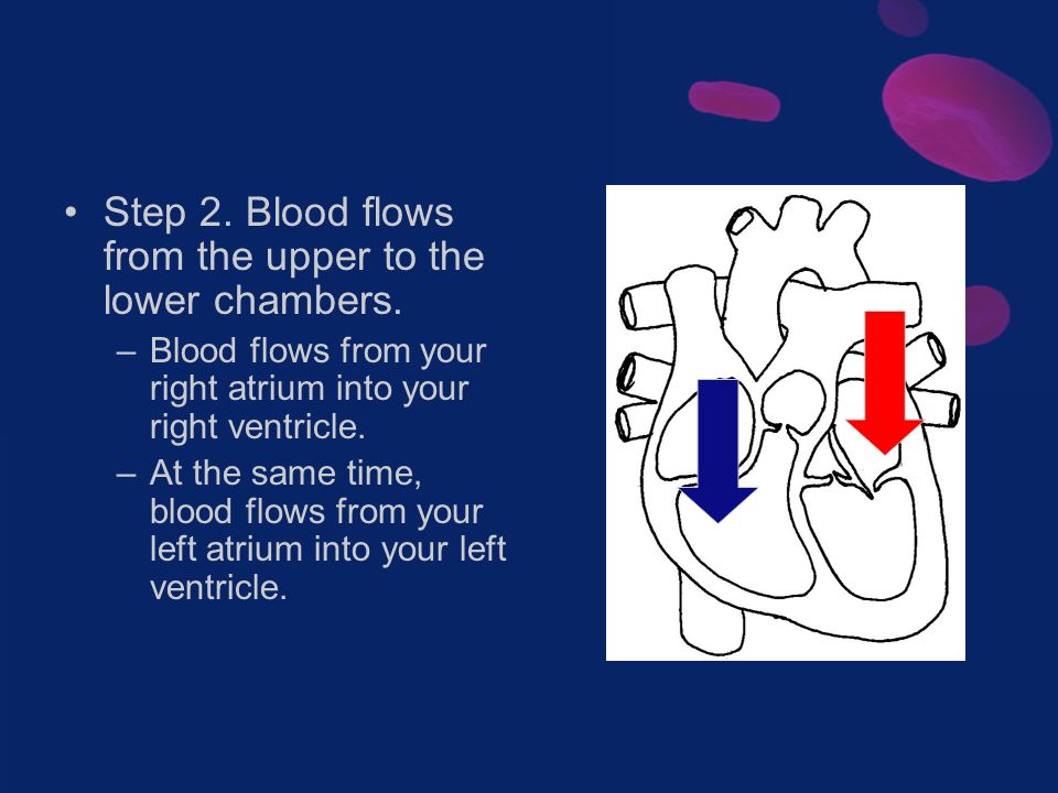 Step 2. Blood flows from the upper to the lower chambers.