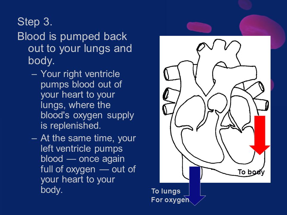 Step 3. Blood is pumped back out to your lungs and body.