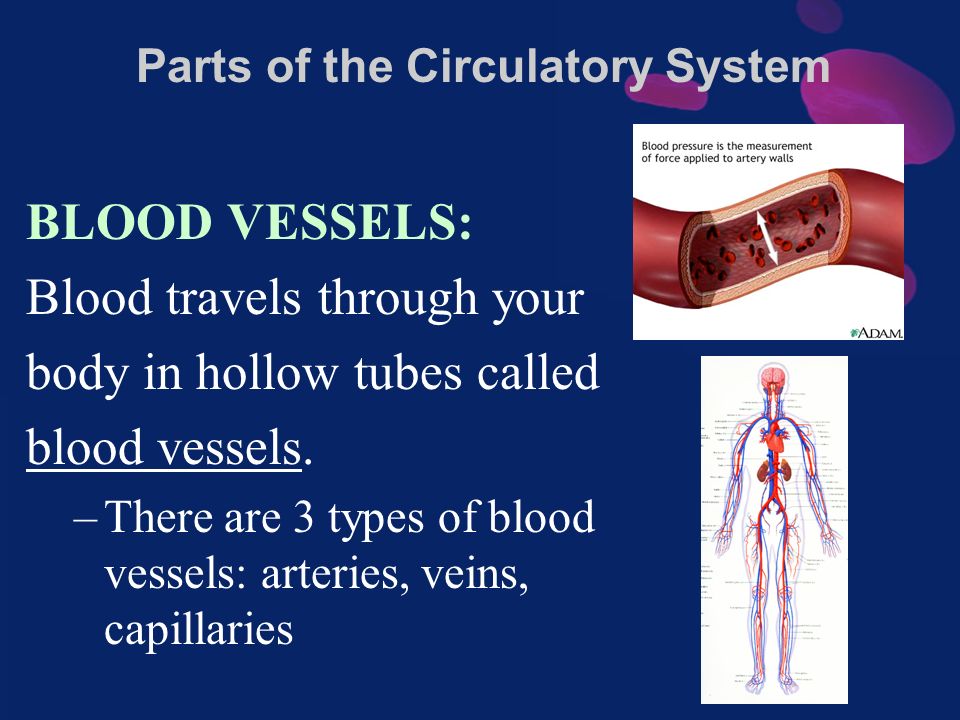 BLOOD VESSELS: Blood travels through your body in hollow tubes called blood vessels.