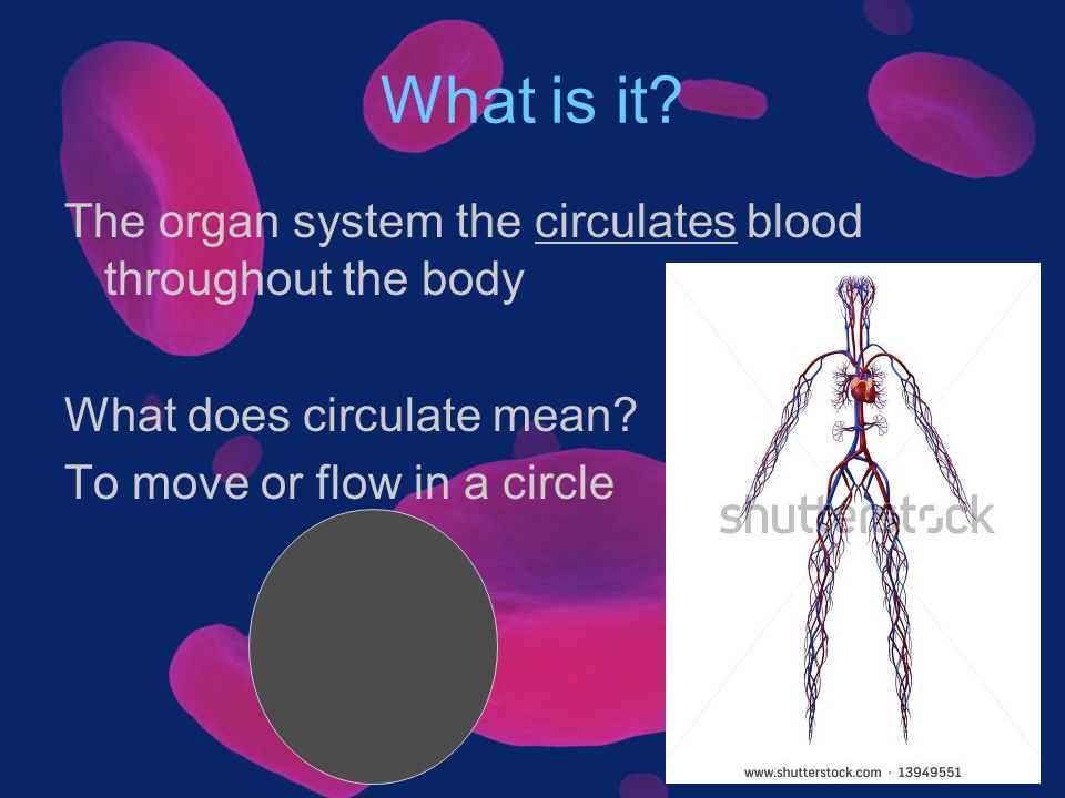 What is it. The organ system the circulates blood throughout the body What does circulate mean.