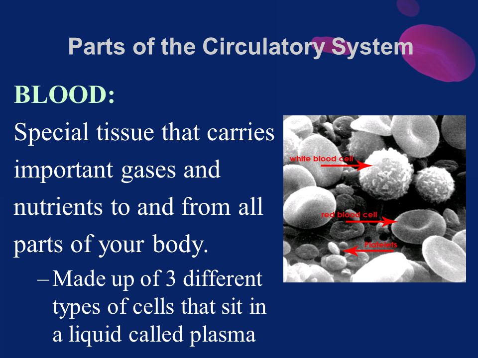 BLOOD: Special tissue that carries important gases and nutrients to and from all parts of your body.