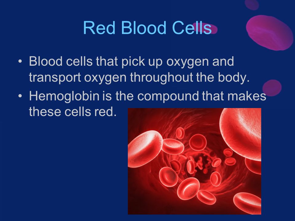 Red Blood Cells Blood cells that pick up oxygen and transport oxygen throughout the body.