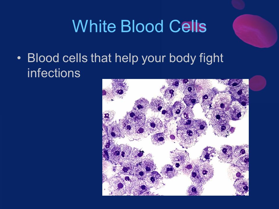 White Blood Cells Blood cells that help your body fight infections
