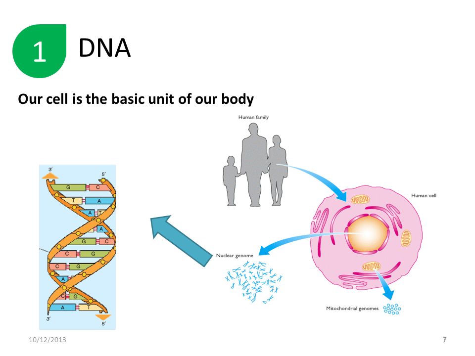DNA Our cell is the basic unit of our body /12/2013