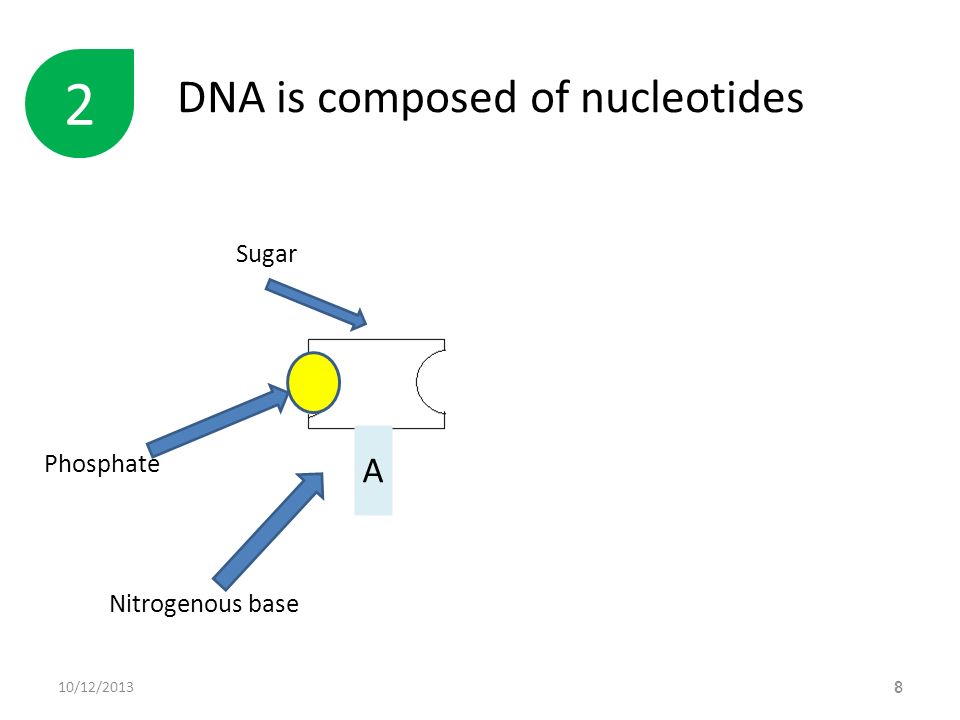 DNA is composed of nucleotides 88 2 Phosphate Sugar Nitrogenous base A 10/12/2013