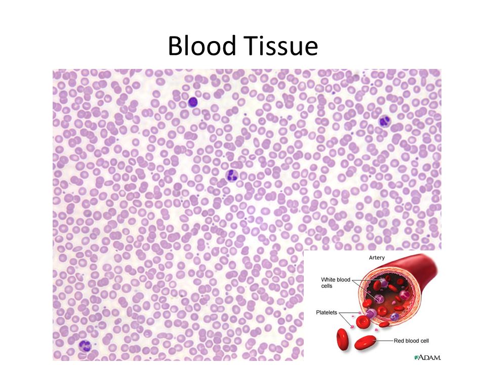 Blood Tissue