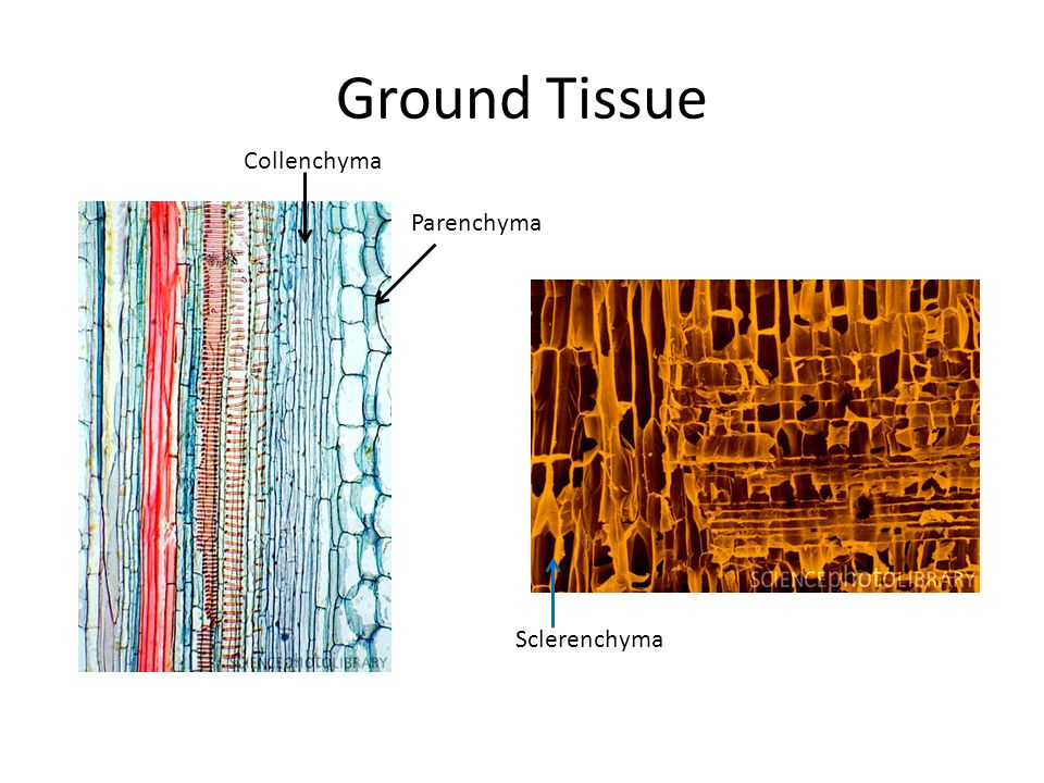 Ground Tissue Parenchyma Collenchyma Sclerenchyma