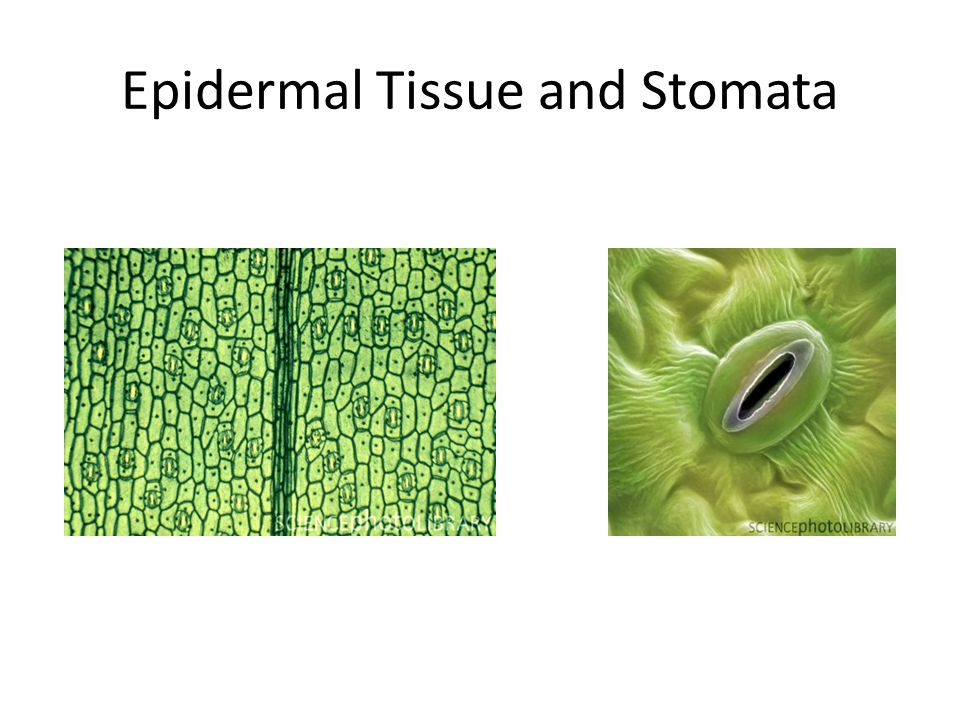 Epidermal Tissue and Stomata