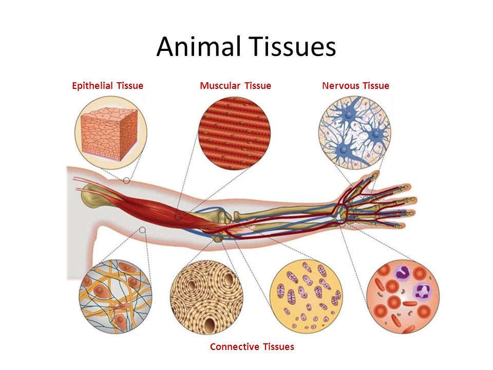 Animal Tissues Connective Tissues Epithelial Tissue Muscular TissueNervous Tissue