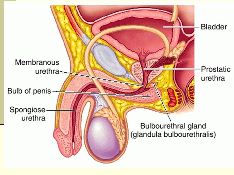Penis Games