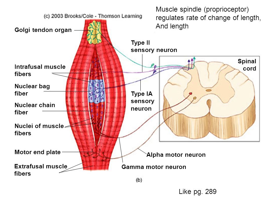 muscle spindles are used in the peripheral nervous system torrent