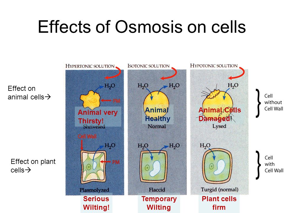 Cell effect. Осмос картофель. Осмос опыт с картошкой. Osmotic Effect in the Cell. Осмос картофель кубики.