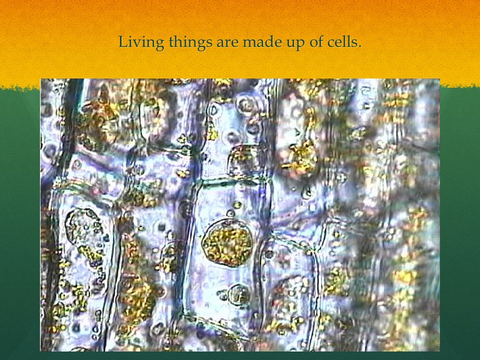 Living things are made up of cells.