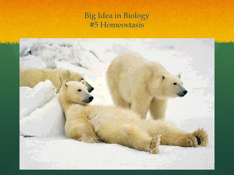 Big Idea in Biology #5 Homeostasis