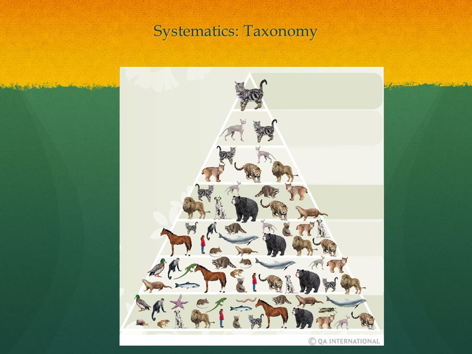 Systematics: Taxonomy