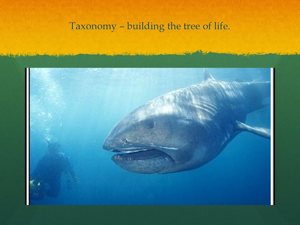 Taxonomy – building the tree of life.