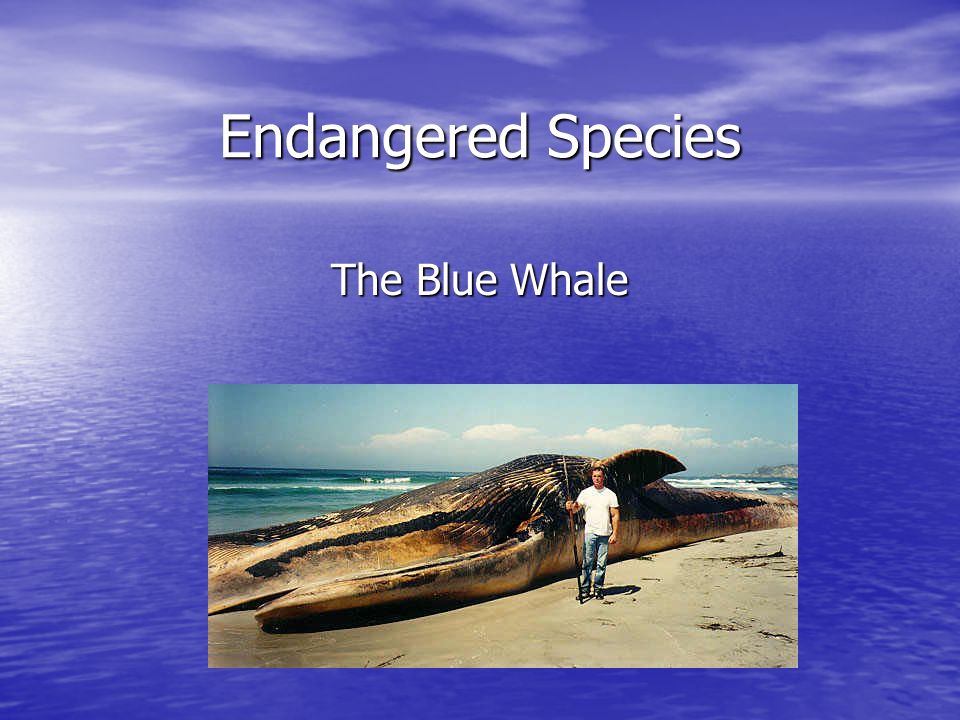 Endangered Species The Blue Whale. Size May have been the largest animal to ever  live May have been the largest animal to ever live 130 to 150 tons on. -  ppt download