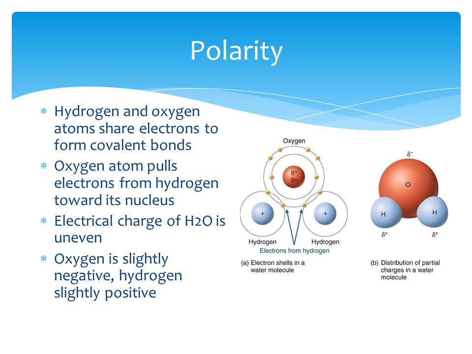 Polarity  Hydrogen and oxygen atoms share electrons to form covalent bonds  Oxygen atom pulls electrons from hydrogen toward its nucleus  Electrical charge of H2O is uneven  Oxygen is slightly negative, hydrogen slightly positive