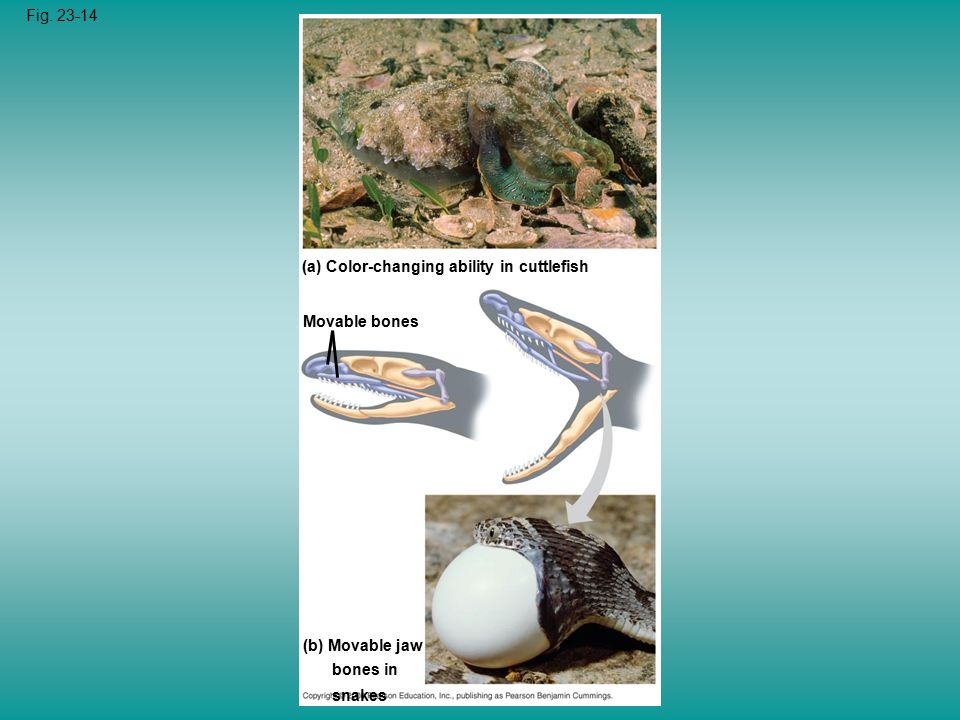 Fig (a) Color-changing ability in cuttlefish (b) Movable jaw bones in snakes Movable bones