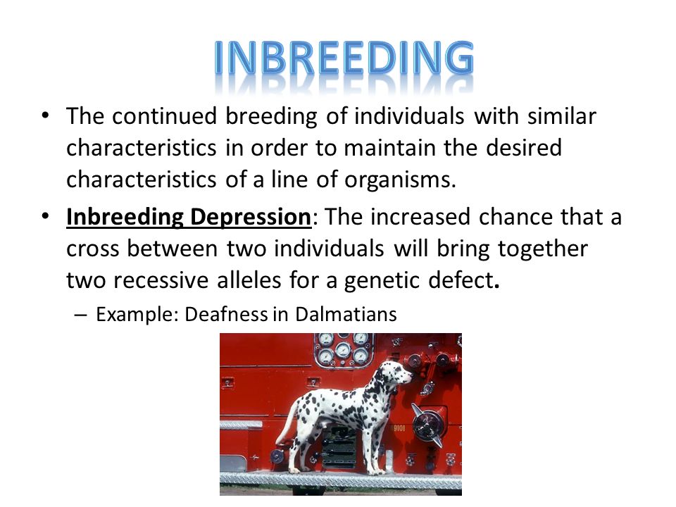 Selective breeding—The selection of certain seeds or animals for  reproduction so that the next generation has the same desirable traits. -  ppt download