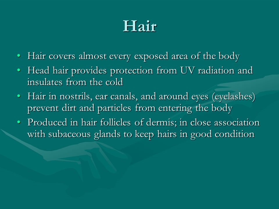 Hair Hair covers almost every exposed area of the bodyHair covers almost every exposed area of the body Head hair provides protection from UV radiation and insulates from the coldHead hair provides protection from UV radiation and insulates from the cold Hair in nostrils, ear canals, and around eyes (eyelashes) prevent dirt and particles from entering the bodyHair in nostrils, ear canals, and around eyes (eyelashes) prevent dirt and particles from entering the body Produced in hair follicles of dermis; in close association with subaceous glands to keep hairs in good conditionProduced in hair follicles of dermis; in close association with subaceous glands to keep hairs in good condition