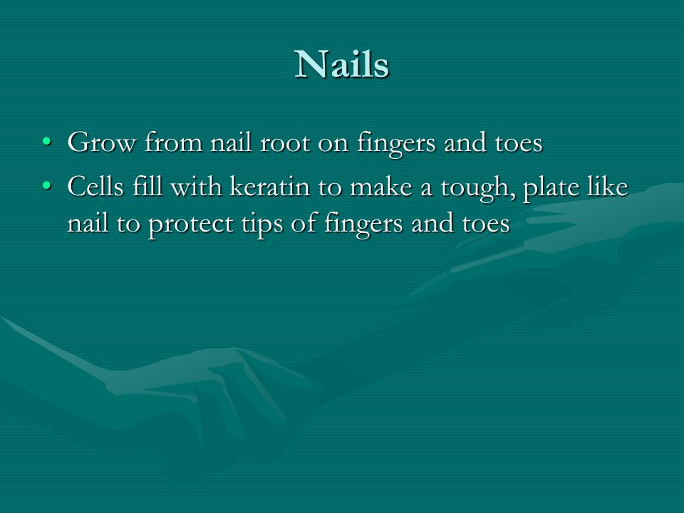 Nails Grow from nail root on fingers and toesGrow from nail root on fingers and toes Cells fill with keratin to make a tough, plate like nail to protect tips of fingers and toesCells fill with keratin to make a tough, plate like nail to protect tips of fingers and toes