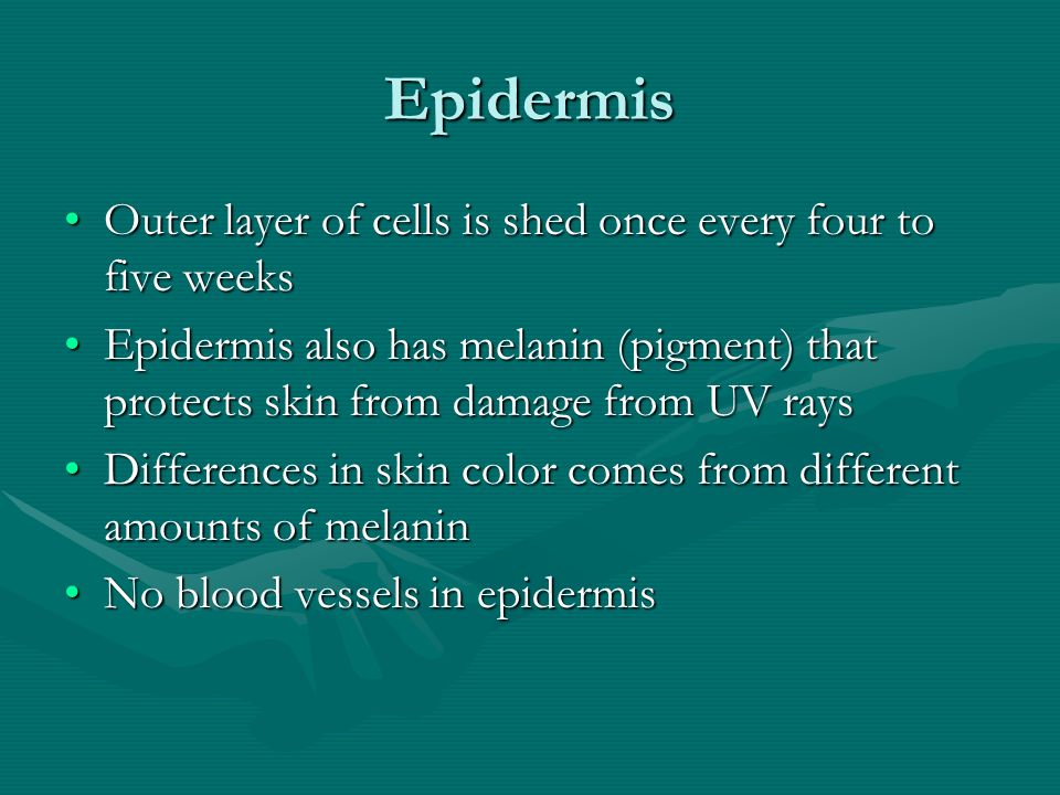 Epidermis Outer layer of cells is shed once every four to five weeksOuter layer of cells is shed once every four to five weeks Epidermis also has melanin (pigment) that protects skin from damage from UV raysEpidermis also has melanin (pigment) that protects skin from damage from UV rays Differences in skin color comes from different amounts of melaninDifferences in skin color comes from different amounts of melanin No blood vessels in epidermisNo blood vessels in epidermis