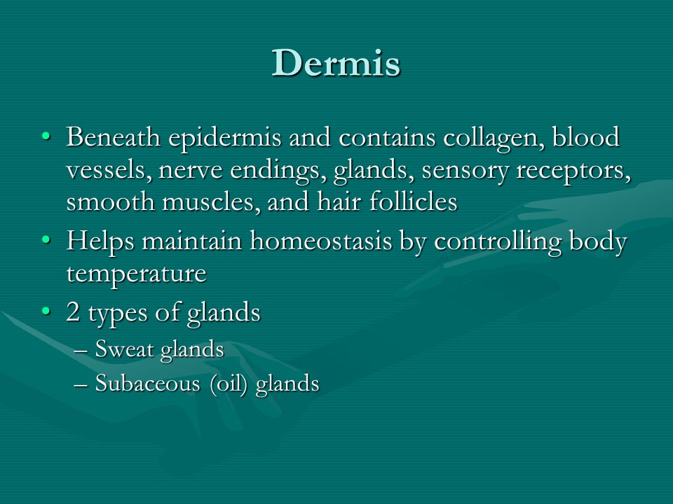Dermis Beneath epidermis and contains collagen, blood vessels, nerve endings, glands, sensory receptors, smooth muscles, and hair folliclesBeneath epidermis and contains collagen, blood vessels, nerve endings, glands, sensory receptors, smooth muscles, and hair follicles Helps maintain homeostasis by controlling body temperatureHelps maintain homeostasis by controlling body temperature 2 types of glands2 types of glands –Sweat glands –Subaceous (oil) glands