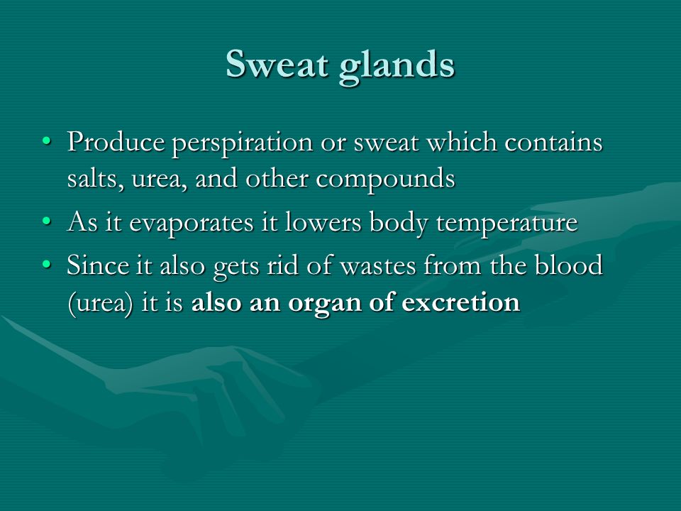 Sweat glands Produce perspiration or sweat which contains salts, urea, and other compoundsProduce perspiration or sweat which contains salts, urea, and other compounds As it evaporates it lowers body temperatureAs it evaporates it lowers body temperature Since it also gets rid of wastes from the blood (urea) it is also an organ of excretionSince it also gets rid of wastes from the blood (urea) it is also an organ of excretion