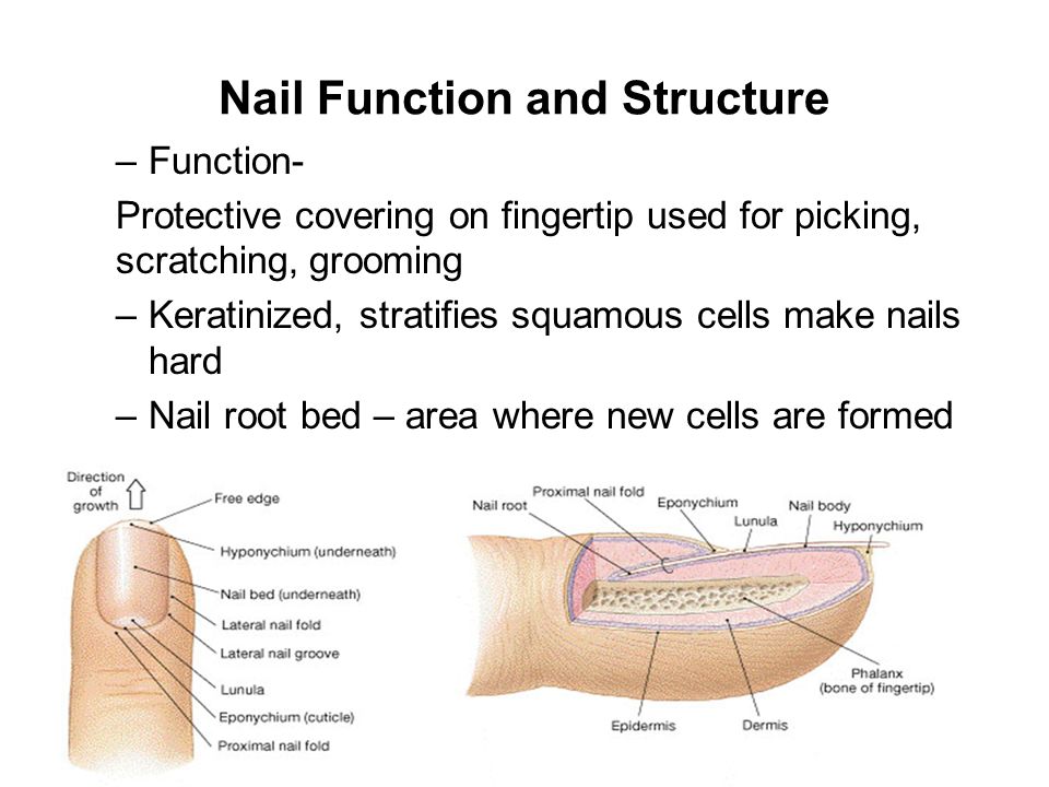 The Integumentary System Components Skin Nails Hair Follicles 23 Nail Function And Structure Protective Covering On Fingertip Used For Picking Scratching Grooming Keratinized Stratifies Squamous Cells