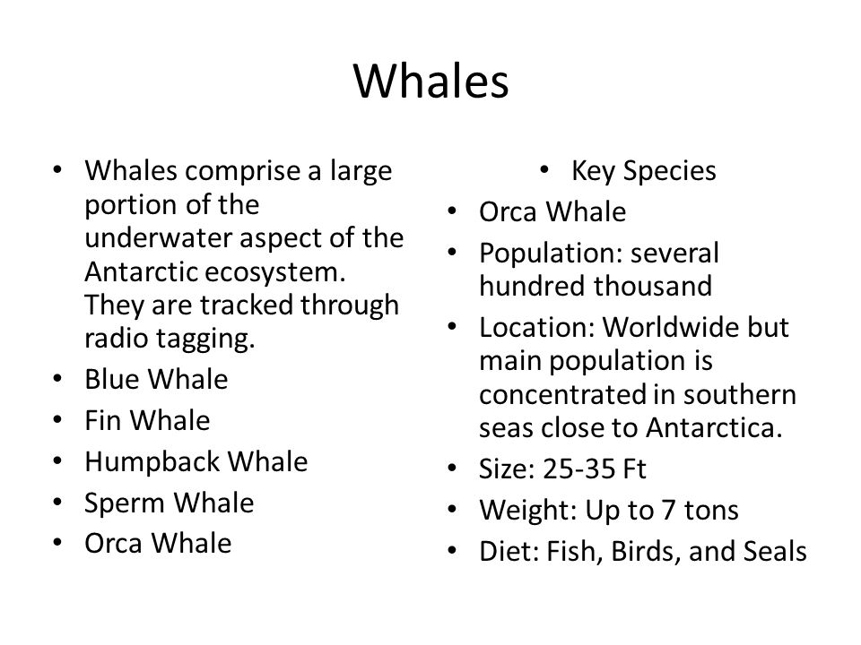 Whales Whales comprise a large portion of the underwater aspect of the Antarctic ecosystem.