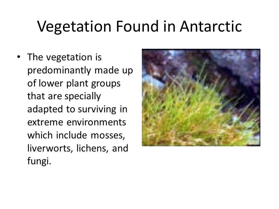 Vegetation Found in Antarctic The vegetation is predominantly made up of lower plant groups that are specially adapted to surviving in extreme environments which include mosses, liverworts, lichens, and fungi.