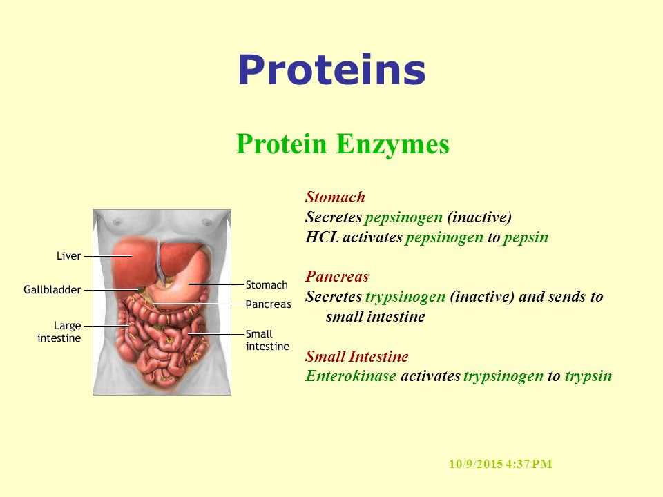 10/9/2015 4:37 PM Proteins Stomach Secretes pepsinogen (inactive) HCL activates pepsinogen to pepsin Pancreas Secretes trypsinogen (inactive) and sends to small intestine Small Intestine Enterokinase activates trypsinogen to trypsin Protein Enzymes