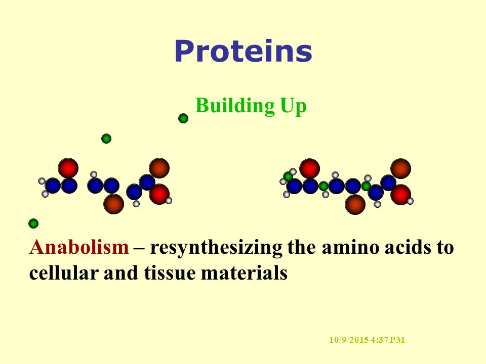 10/9/2015 4:37 PM Proteins Building Up Anabolism – resynthesizing the amino acids to cellular and tissue materials