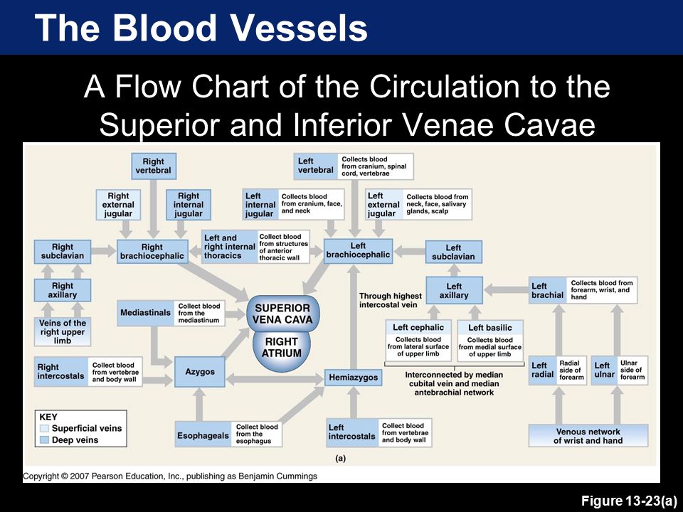 Blood Vessel Flow Chart