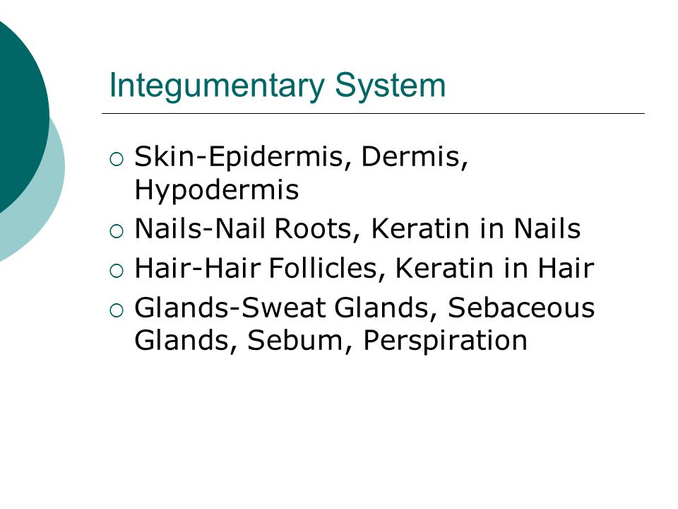Integumentary System  Skin-Epidermis, Dermis, Hypodermis  Nails-Nail Roots, Keratin in Nails  Hair-Hair Follicles, Keratin in Hair  Glands-Sweat Glands, Sebaceous Glands, Sebum, Perspiration