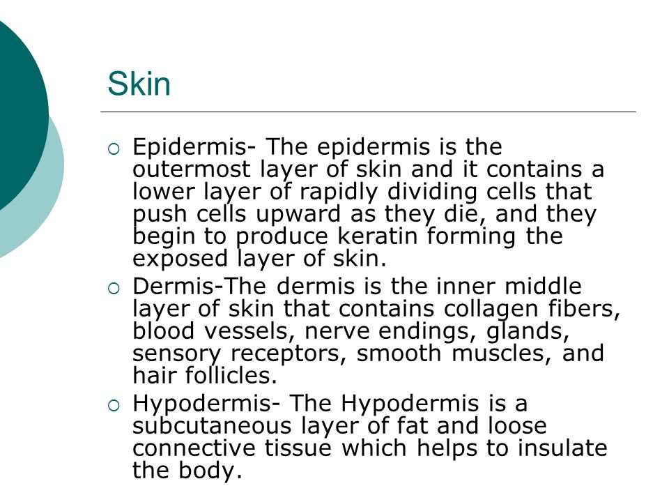 Skin  Epidermis- The epidermis is the outermost layer of skin and it contains a lower layer of rapidly dividing cells that push cells upward as they die, and they begin to produce keratin forming the exposed layer of skin.