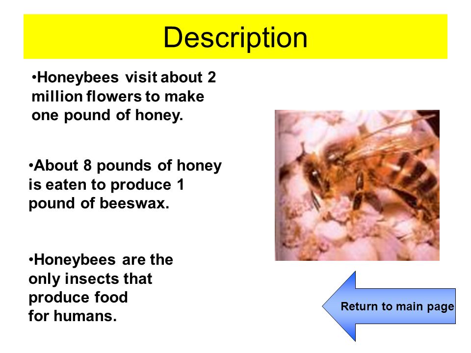 Interesting Facts about Honey Bees